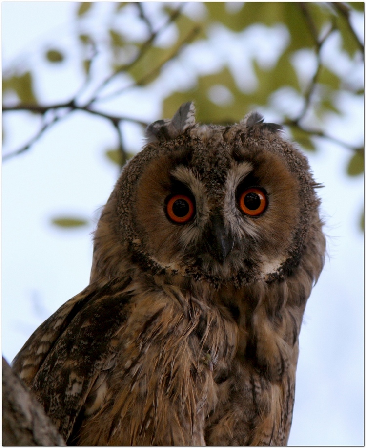 Gufo in digiscoping